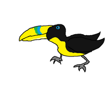 Pet toucan