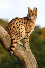Serval