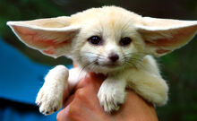 Fennec-fox-2-0