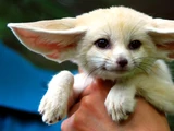 Pet Fennec Fox