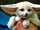 Pet Fennec Fox