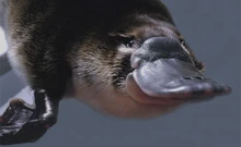 Platypus-underwater-animal-profile-web620