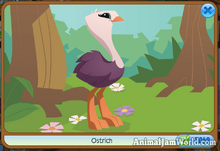 Animal-jam-new-animal-vote-ostrich