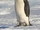 Emperor Penguin