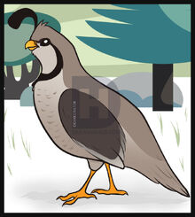 How-to-draw-a-quail 12 000000003189 4.jpg
