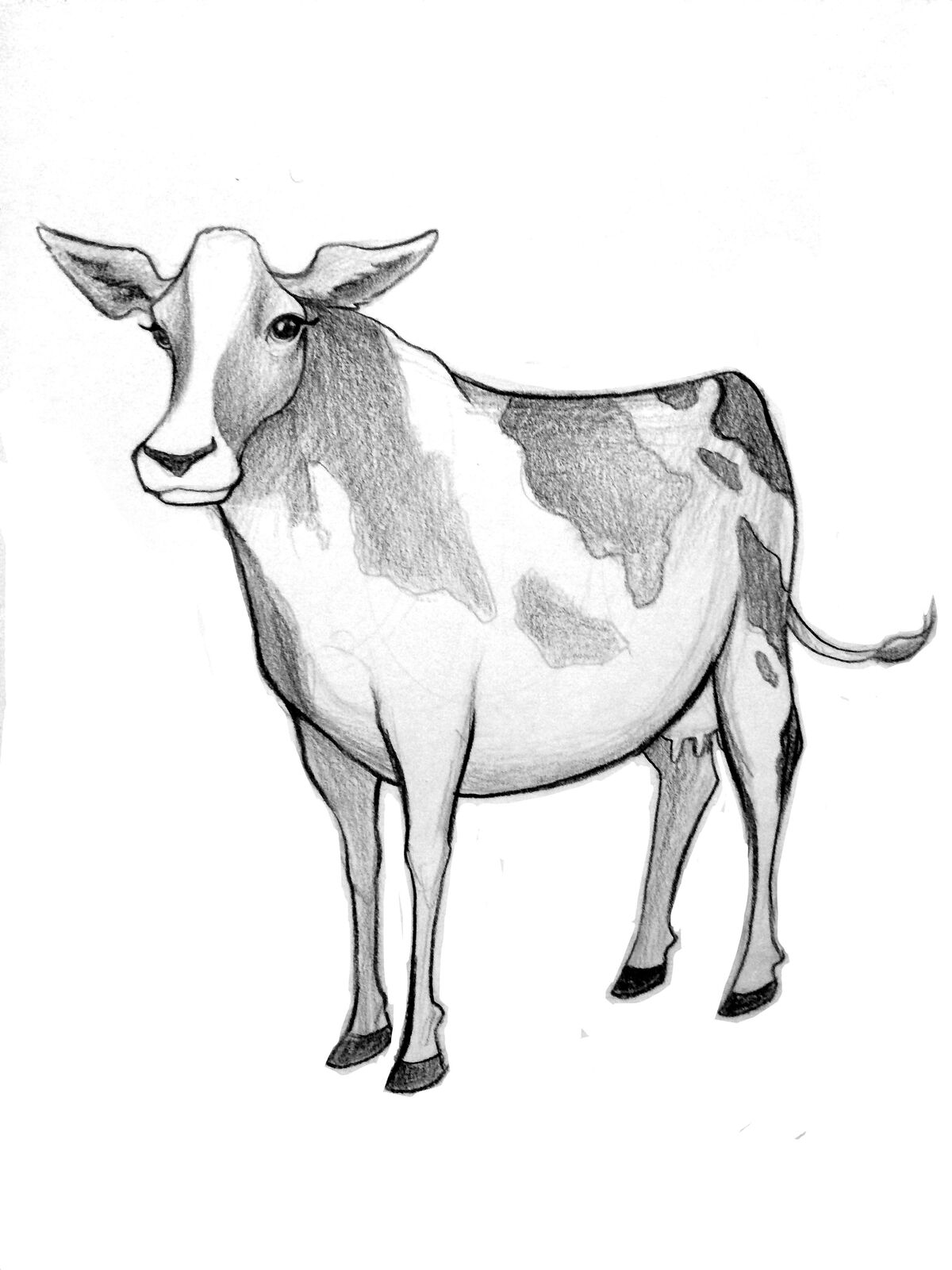 Jelly Cow Illustration