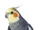 Cockatiel