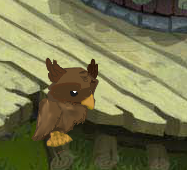 Owl Leaked Picture-.png