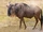Wildebeest