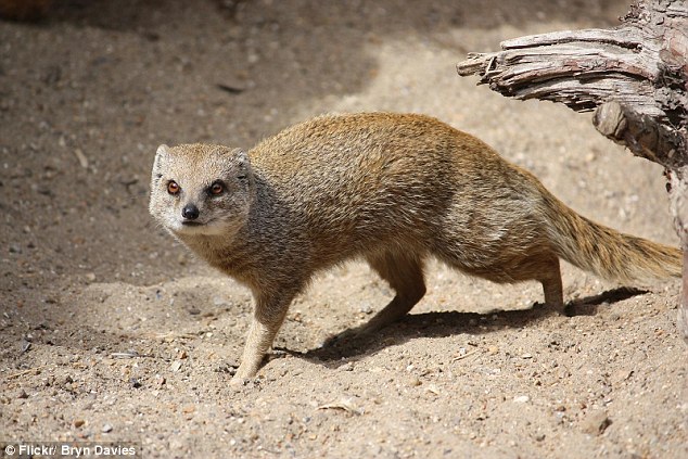 Mongoose Animal Jam Fanon Wiki Fandom