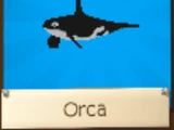Orca