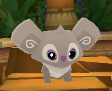 最安価格 Koala Fandom | Wiki Jam Animal | アンプ