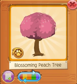 Blossoming Peach Tree 1