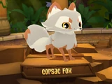 Corsac Fox