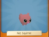 Pet Squirrel