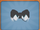 Polar Bowtie