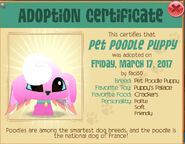 Pet certificate.