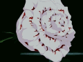 Rosa-blancaroja