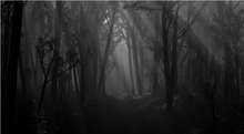 Bosque oscuro