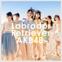 Labrador Retriever | AKB48 Wiki | Fandom