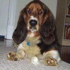 Beauregard