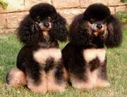 PoodlePhantomMiniature1