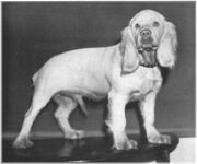 Albino cocker 1937 PHILLIPS J Hered