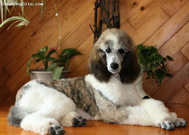Poodle | AKCMisfits Wiki | Fandom