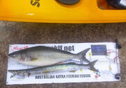 Daveyak-Salmon-snook-measured-XL