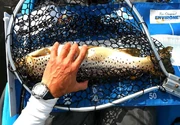Browntrout-58-wokka1