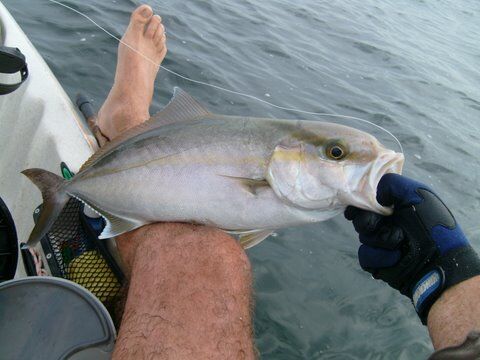 Shimano Daiwa 15-24kg Cobia Kingfish Combo