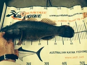 SleepyCod-Yak4ever-48