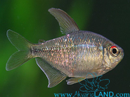 Dijamant tetra