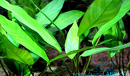 Anubias lanceolata