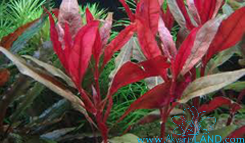 Alternanthera Reineckii Roseafolia Akvaristika Wikia Fandom