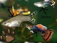 gupike jato