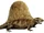 Dimetrodon (1).jpg
