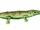 Archegosaurus BW.jpg