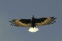 Eagle.jpg
