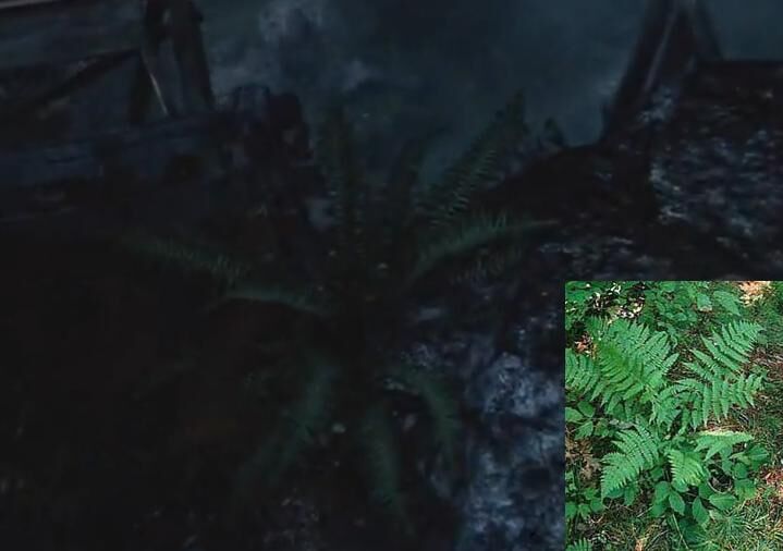 Evergreen wood fern.jpg