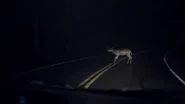 Vision EP3 - Deer.png (174 KB) A deer on the road.