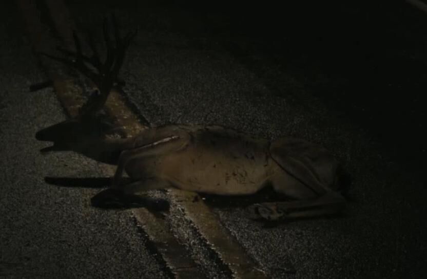 Deer.jpg