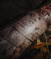 Previous murders body alteration