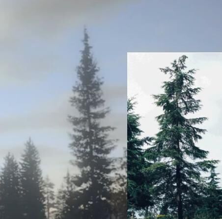 Hemlock.jpg
