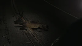 Injured deer