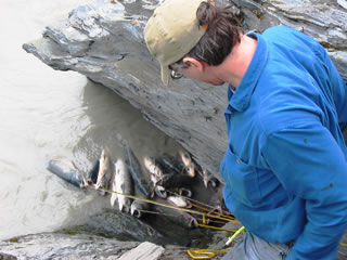 How to Dipnet for Salmon at Chitina: Part 2 - Eddy Fishing 