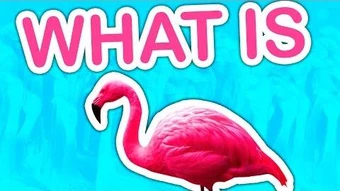 What is Flamingo?-0