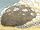 Sand Whale