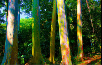 ArbolArcoiris14 1