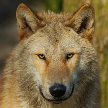 Jax in his wolf form.